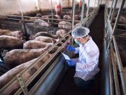 Confirmed ASF cases now contained within 19 barangays