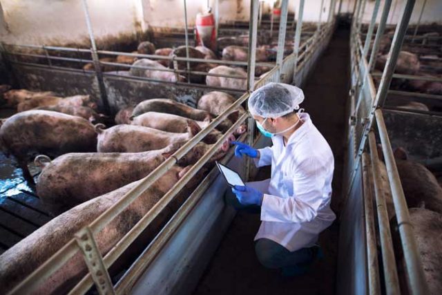 veterinarian-doctor-with-tablet-examining-pigs-pig-farm