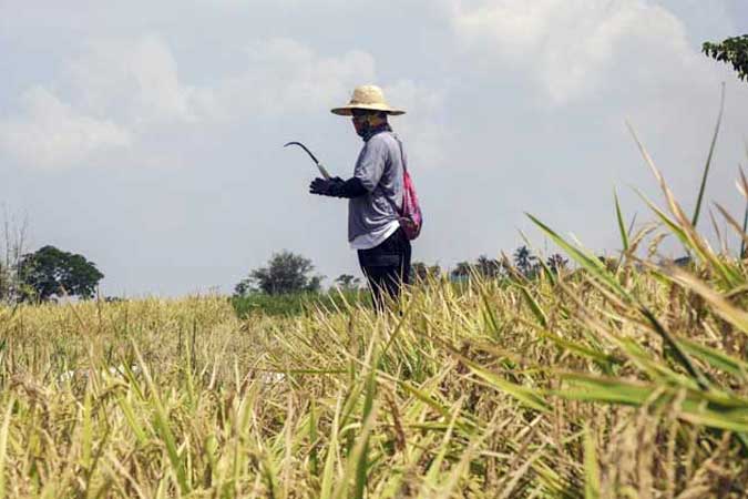 Agri-Rice-farmer