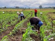 Hybrid rice areas seen yielding up to 12 tons per hectare
