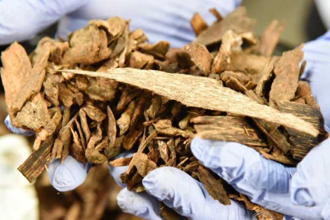 agarwood-BOC
