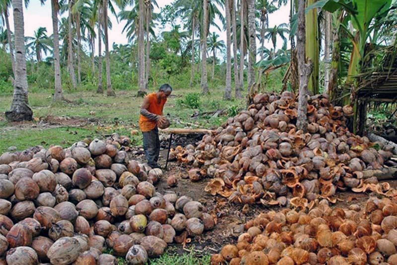 business plan for coconut production