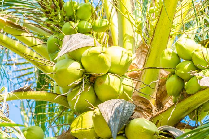 coconut-palm-tree