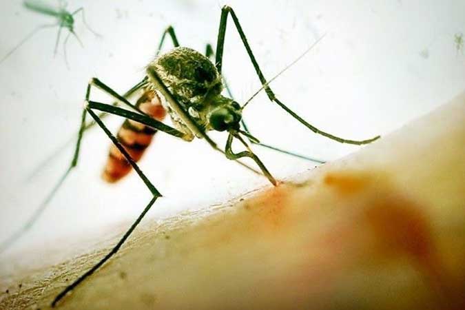 dengue-mosquito