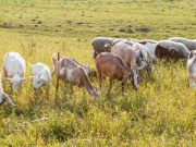 2020 Doreen Gamboa Fernandez Food Writing Award: The bitter, the better