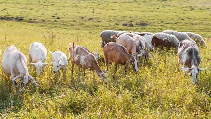 goats-land-with-grass-eating