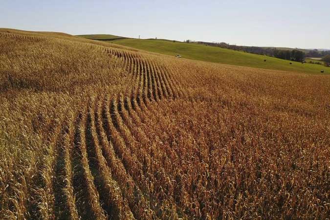 US-corn field