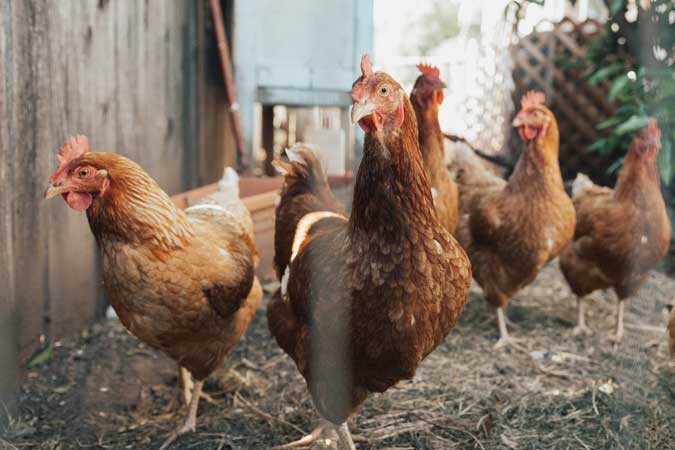 chicken-bird-flu