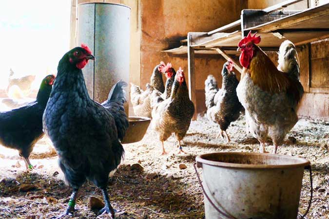 chicken-poultry