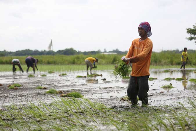 farmer-rice
