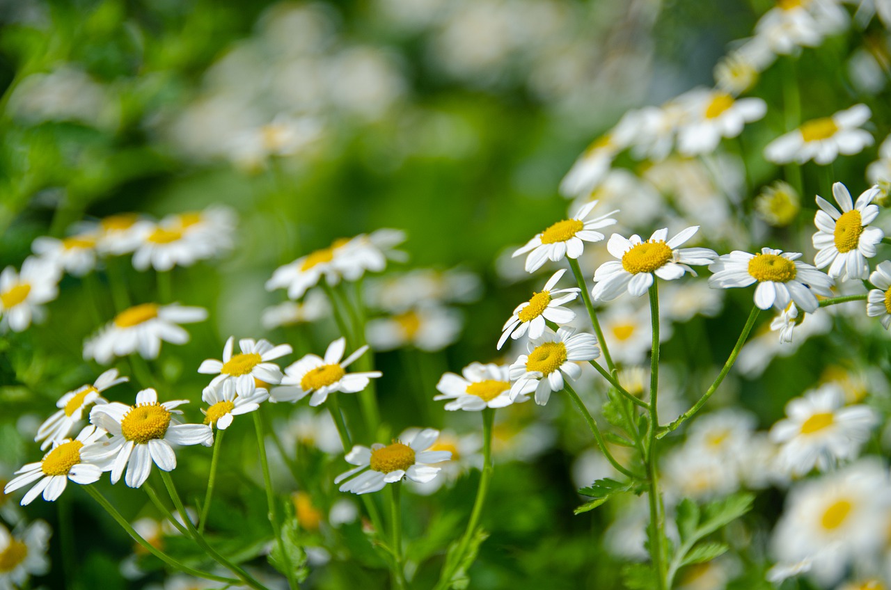 feverfew-flower