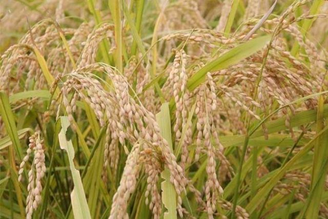 palay