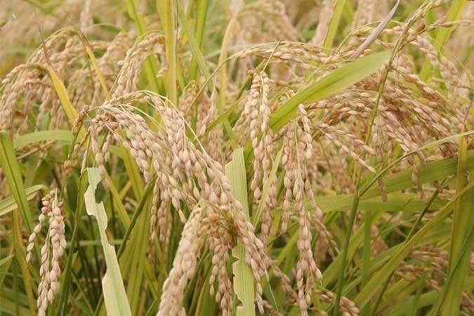 palay