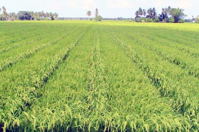 rice-farm-020520