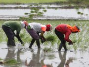 ADB pitches farm decarbonization as food security issue