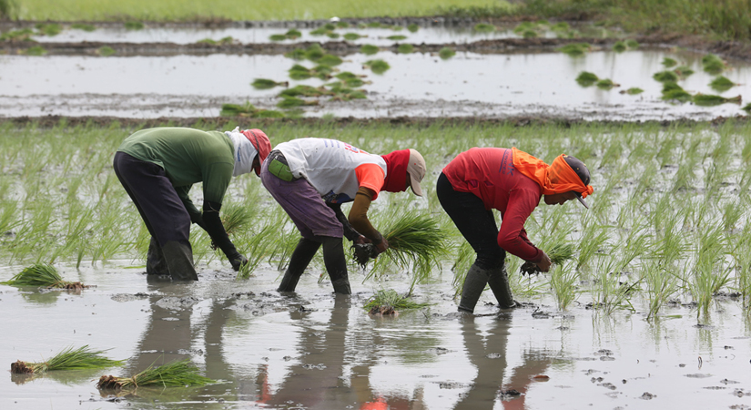 rice-farmers-092319