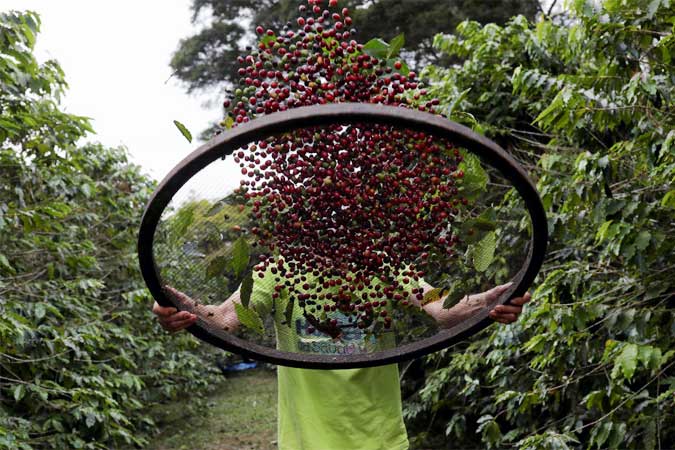 Brazil-coffee berries