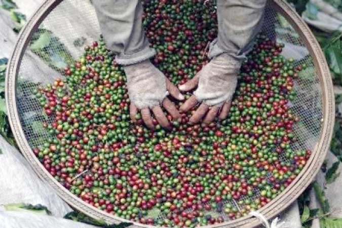 Brazil-coffee