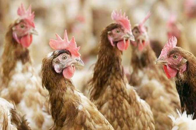 chicken-poultry-071019