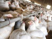 Poultry, dairy output expand in Q3, hog production declines