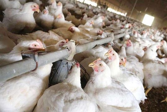 Poultry, dairy output expand in Q3, hog production declines