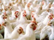 Bird flu spreads to Kentucky, Virginia after discovery last week