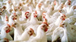 Chicken output set to decline as cost of feed rises
