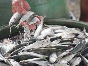 Rice, galunggong prices rise, meat down in early November