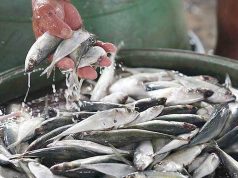 Rice, galunggong prices rise, meat down in early November