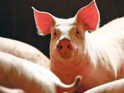 Philippines freezes pork imports from Taiwan following ASF outbreak