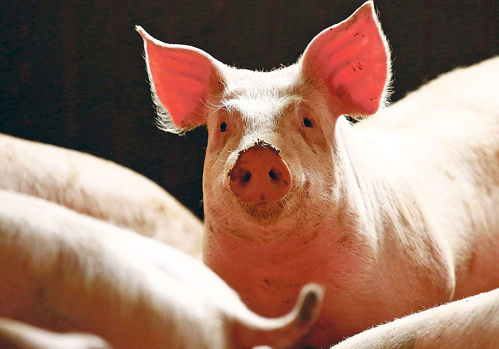 hogs-pigs