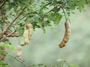 Indian mining state shifts from coal to forest fruits and flowers