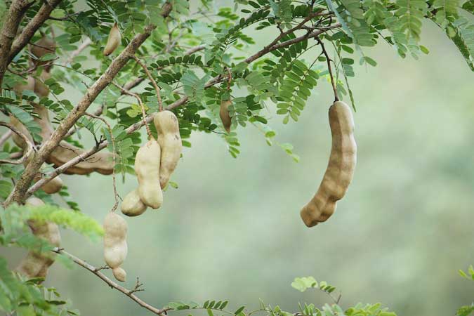 kerala-4424016_1280