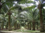 Malaysia announces adopt-an-orangutan plan for palm oil importers