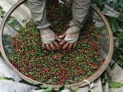 Brazil green coffee exports fall 18% in September