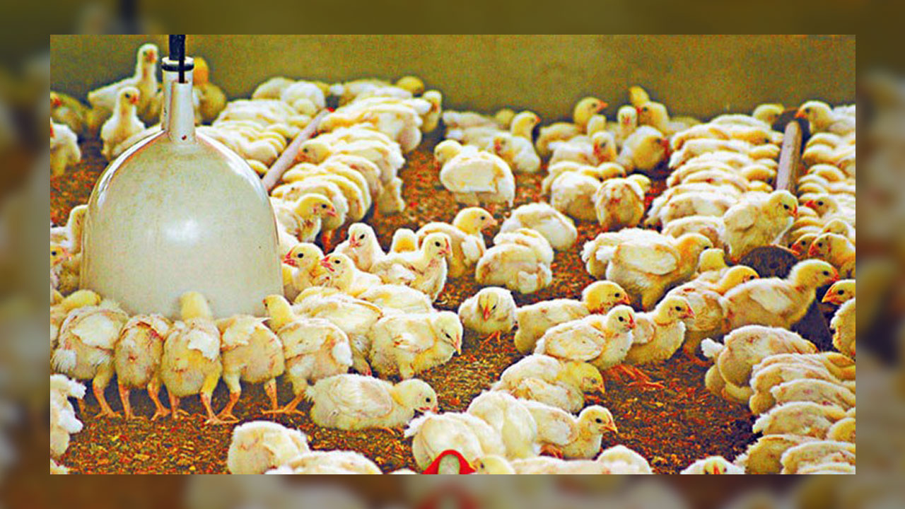 Chicks-poultry