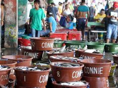 Fish landed at regional ports up 15% in March