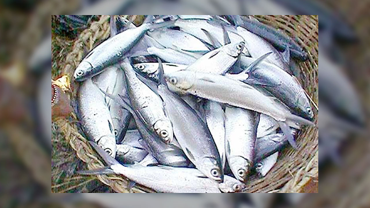 Aquaculture industry says fish supply 'sufficient' after recent