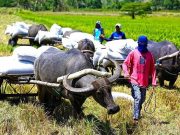 Senate bill proposes agriculture database focused on improving market intelligence