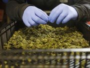 New Thai PM vows to end free use of cannabis