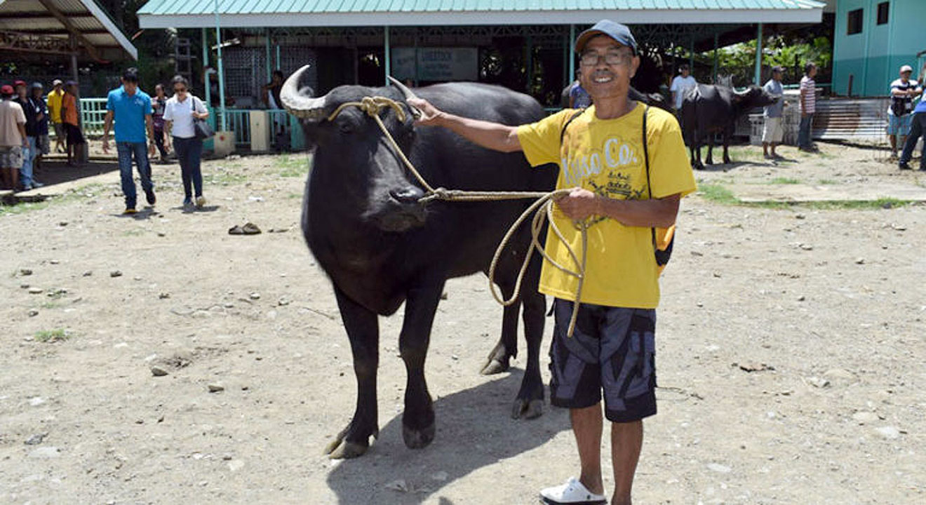 carabao