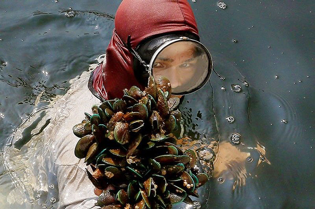 fish-kill-mussels-diver-shell