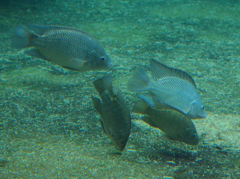 PHL waters being taken over by invasive fish BusinessWorld Online