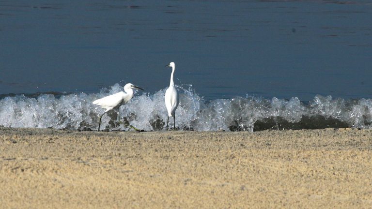 SMC draws up plans to protect birds visiting Manila Bay in line with airport project