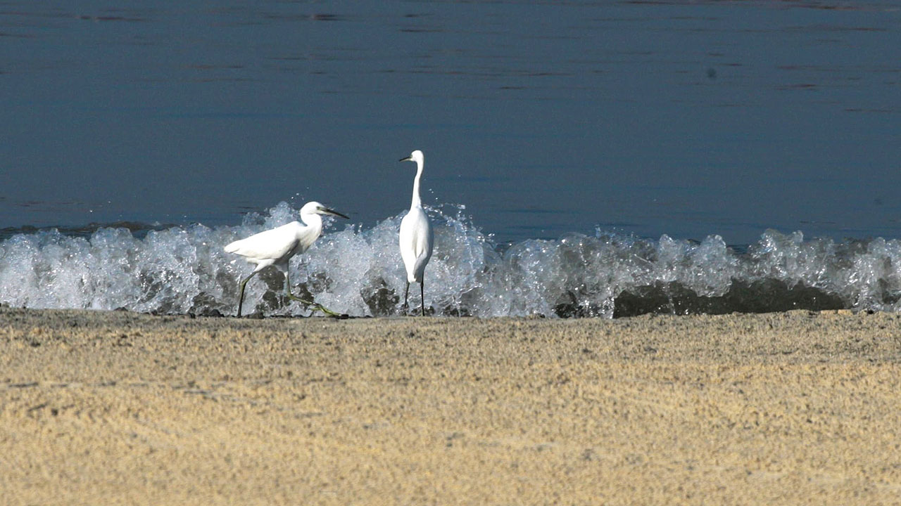 migratorybirds-manilabay-PHILSTAR-KJROSALES