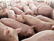 PHL among highest-cost producers of pork, chicken in Asia, PIDS says