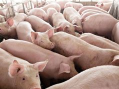 PHL among highest-cost producers of pork, chicken in Asia, PIDS says