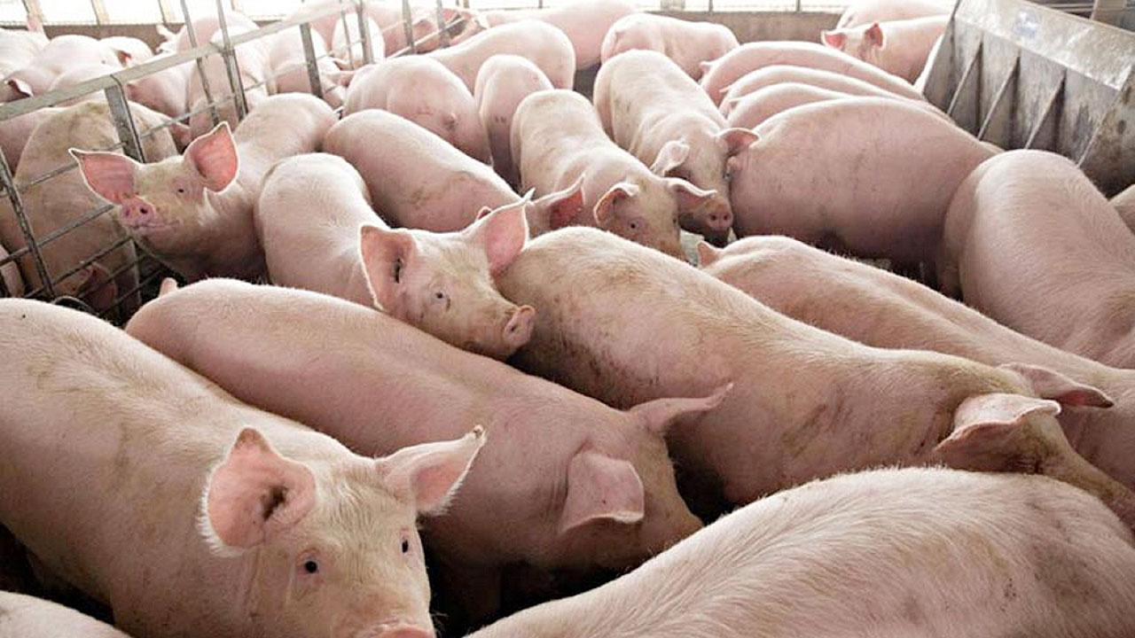 pig-farm
