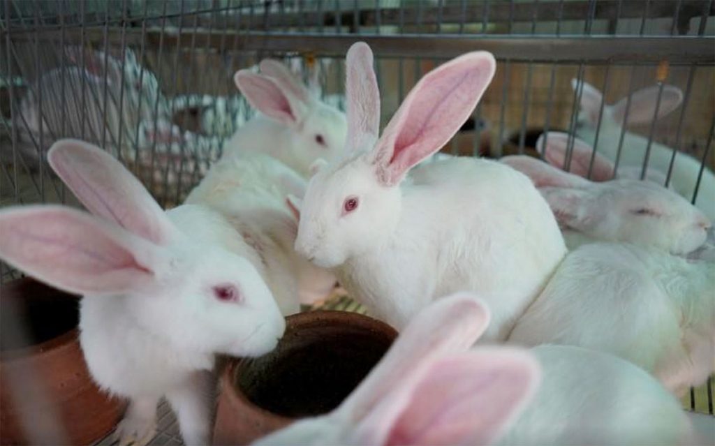Rules for rabbit slaughter, inspection issued BusinessWorld Online