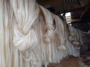 Bicol abaca farmers offered cash-for-work after typhoons